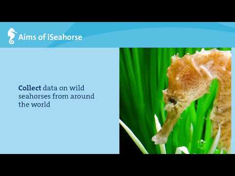 iSeahorse Trends: 1. Introduction to seahorse biology and conservation