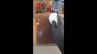 Preview of leather sofa clean trimmed fade out.mp4.