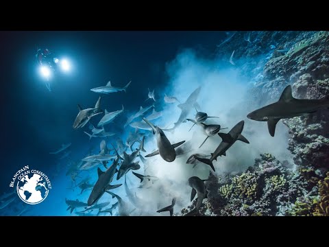 Gombessa IV Genesis - Episode 01