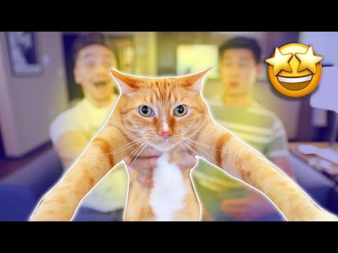 17 Signs You're a Cat Parent | Smile Squad Comedy
