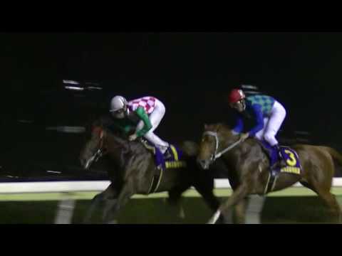 JRAオープンから転入初戦の大井①キャプテンキングが激しいマッチレース制し、まずは一冠目「羽田盃SⅠ」優勝！【第６２回 羽田盃】南関東SⅠ・大井1800ｍ