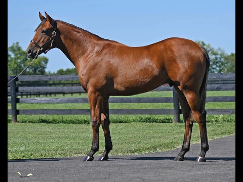 KEESEP 2020 Hip #10 Quality Road x Wasted Tears '19 colt