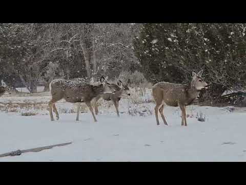 They Watch | Fen Walker + Deer in the yard