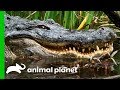 Catching A Massive Gator In A Mississippi Swamp Gator Boys