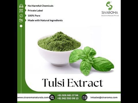 10 kg tulsi extract powder