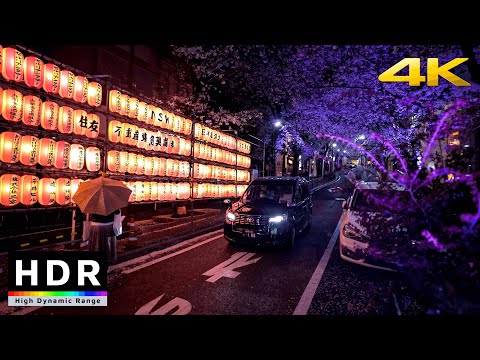 【4K HDR】Tokyo Cherry Blossoms - Night Sakura in Shibuya, Japan