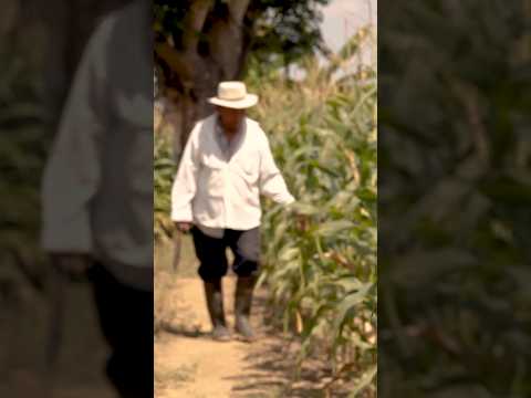Operaban desde la cárcel en Guayaquil: la red que exigía $10.000 a un agricultor #naranjito