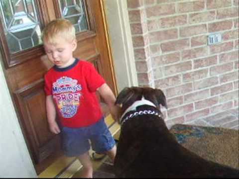 Pitbull attacks little kid