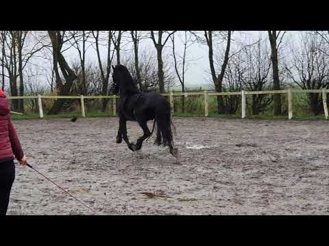 Stal Okkema's Doetse - Eise x Time - gelding - 2017