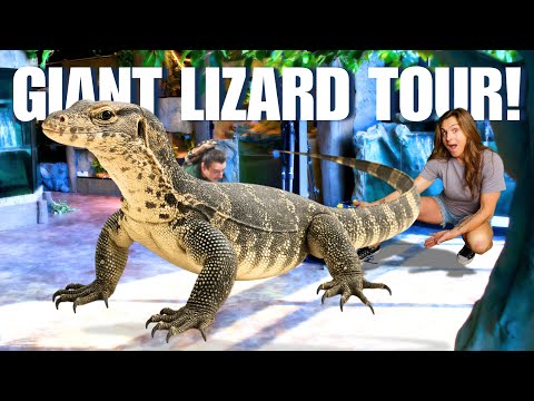 Giant Lizard Tour! Exhibit By Exhibit Tour Of All Our Monitor Lizards!