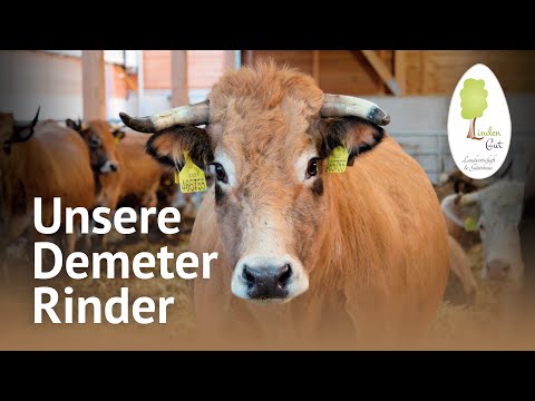 Unsere Bio-Kühe im Stall – Charolais & Aubrac Rinder | Demeter Landwirtschaft am LindenGut