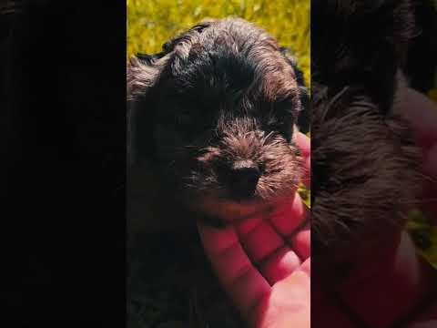 Cavapoo Welpe kaufen