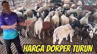 Download lagu HARGA DOMBA DORPER TURUN! F1, F2, F3 TERMURAH DI SLAWE FARM mp3