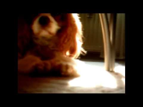 Tomarcte (aka Johnny Kasalla) - Kompromiss (Raus)