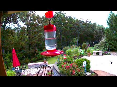Hummingbirds in Texas - August 10, 2018