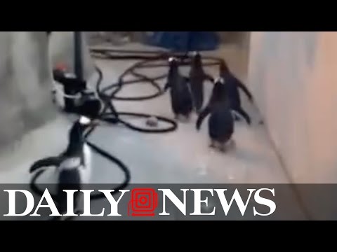 Penguins attempt escape from Danish zoo