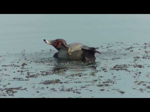 スコルパ科 - 定義