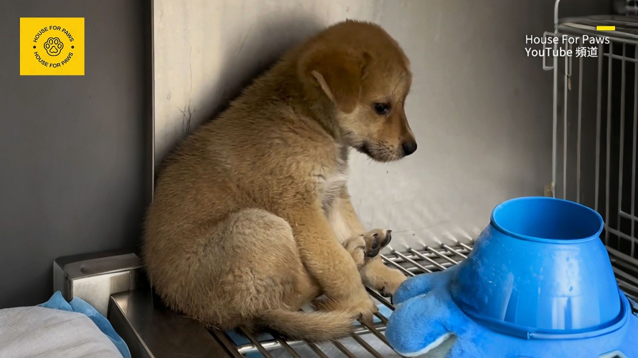 Abandoned stray puppy refuses to go outside after being taken home, fearing abandonment by its owner