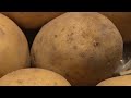 Zelf je aardappelen oogsten