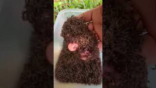 50,000 zombie ants sting me hurt so much #shorts