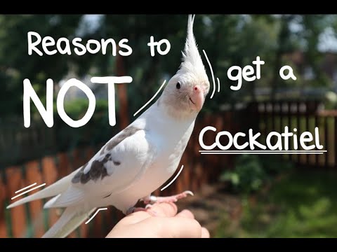 2nd YouTube video about how long can cockatiels be left alone