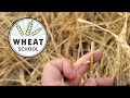 Wheat School: Toppled stems indicate wheat stem sawfly