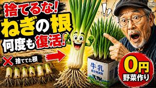 【節約術】もう買わない。捨てるねぎの根っこで無限栽培できた。0円家庭菜園の裏ワザ｜野菜作り｜家庭菜園｜再生栽培｜自然農法｜ねぎ栽培