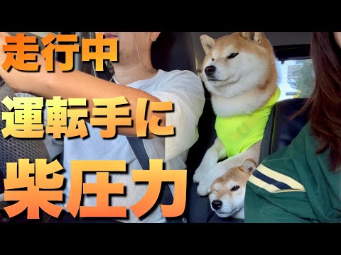 食欲を刺激する匂いがして、ぎゅうぎゅうになり運転席を確認する柴犬兄妹