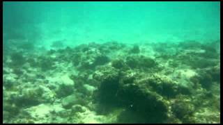 preview picture of video 'Snorkeling en Catalonia Riviera Maya con mi camara fujifilm finepix xp100'