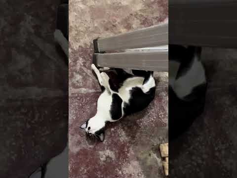 Puspin - Dos Playing Crazy Under The Folding Ladder #dos #crazycat #funny #cute #cat #fyp #shorts