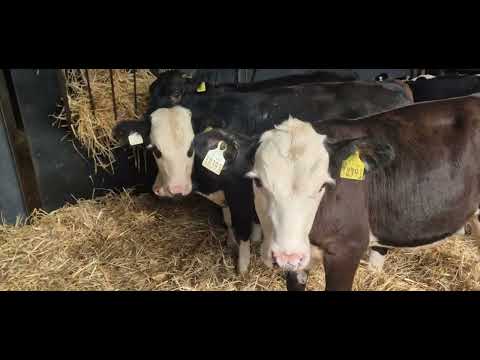 6 Super weanling bulls for sale - Image 2