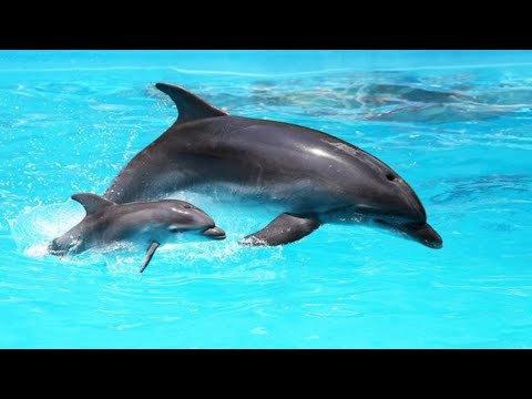 Des dauphins étonnants - compilation de dauphins amusants