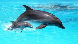 AMAZING DOLPHINS 🐬 🐬 🐬 - FUNNY DOLPHIN COMPILATION