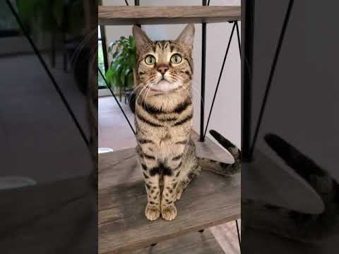 what it's like living with bengal cats!