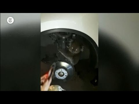 Koala overleeft bizar ritje