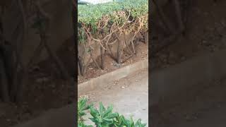 Miniature de la vidéo