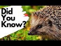 Things you need to know about HEDGEHOGS!