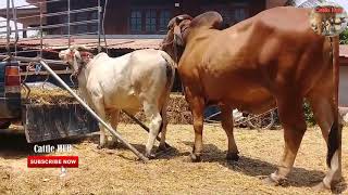 Good Breeding Bull Mating Cow 2019