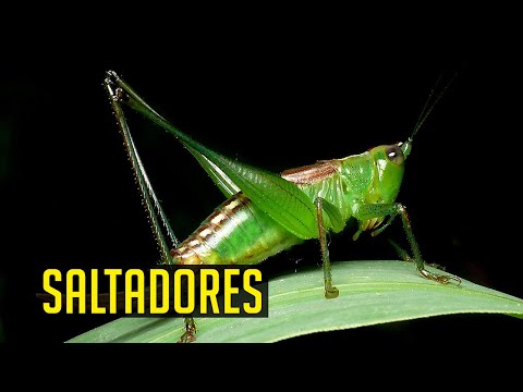 O mundo secreto dos jardins - Saltadores (Grilos e Gafanhotos) - Documentário dublado (PT-BR)