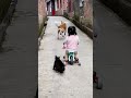 Cat: Don’t you dare touch my servant!