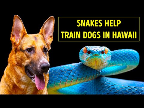 ハワイには、州を助ける少数のヘビを除いて、ヘビはいません。 (There Are No Snakes in Hawaii Except for the Few That Help the State)