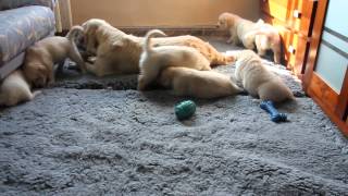 Cachorros con 40 días