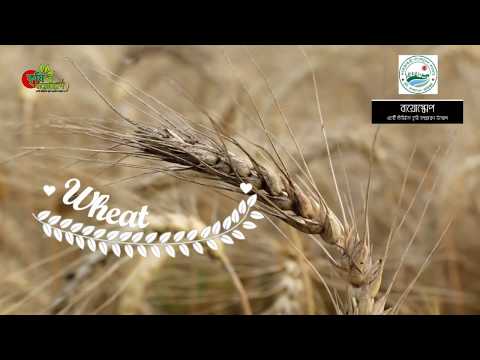 Dangerous গমের ব্লাস্ট - প্রতিরোধ ও করণীয় - wheat blast-protecting measures