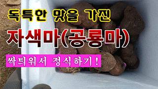 [텃밭농부 2,239]  독특하고 맛있는 자색마. 열매종자 정식하는 방법! #자색마재배