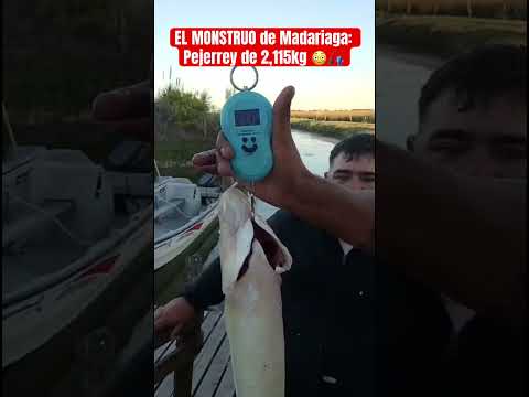 EL MONSTRUO de Madariaga:Pejerrey de 2,115kg #fishing #fish #2026 #argentina #fishingvideo #pesca
