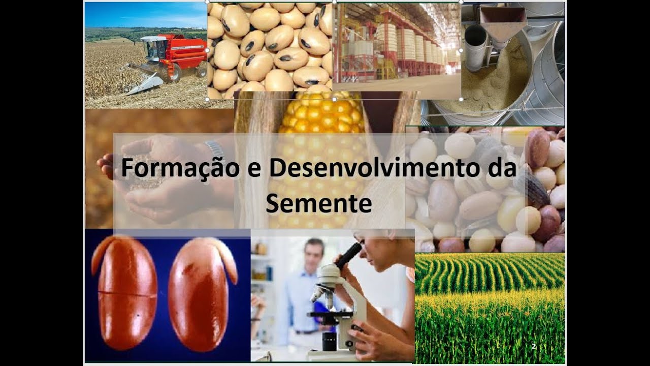 AULA 03  - FORMAÇÃO DA SEMENTE - PROF. ROGÉRIO COIMBRA