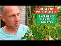 Expérience plant de tomates Ép.04 ► Urine, purin, engrais, terreaux... Bilan avant plantation