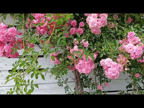 つる性植物の壁サポート: 考慮すべき 10 以上の独創的で創造的なアイデア  庭園