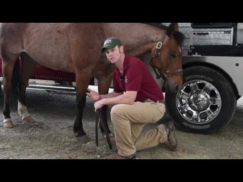 All About Laminitis