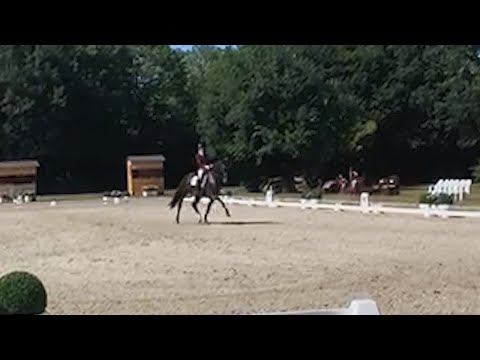 Lowlands Qualifying for the 2022  Bundechampionate - Iron Spring Farm Dressage Stallion - June 2022